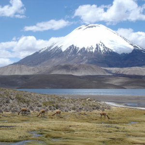 Araucaria hike to the volcano