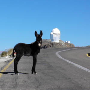 Donkeys are frequent visitors in the observatory La Silla, Chile