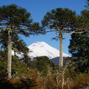 Araucaria trees