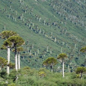 Araucaria trees